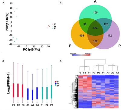 Analysis of lncRNA in the skeletal muscle of rabbits at different developmental stages